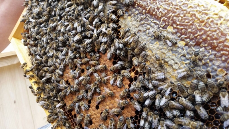 Bölme Tahtasıyla Arıyı Sıkıştırmanın Faydaları