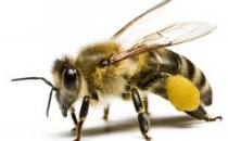 Kanunu Olmayan Sektör